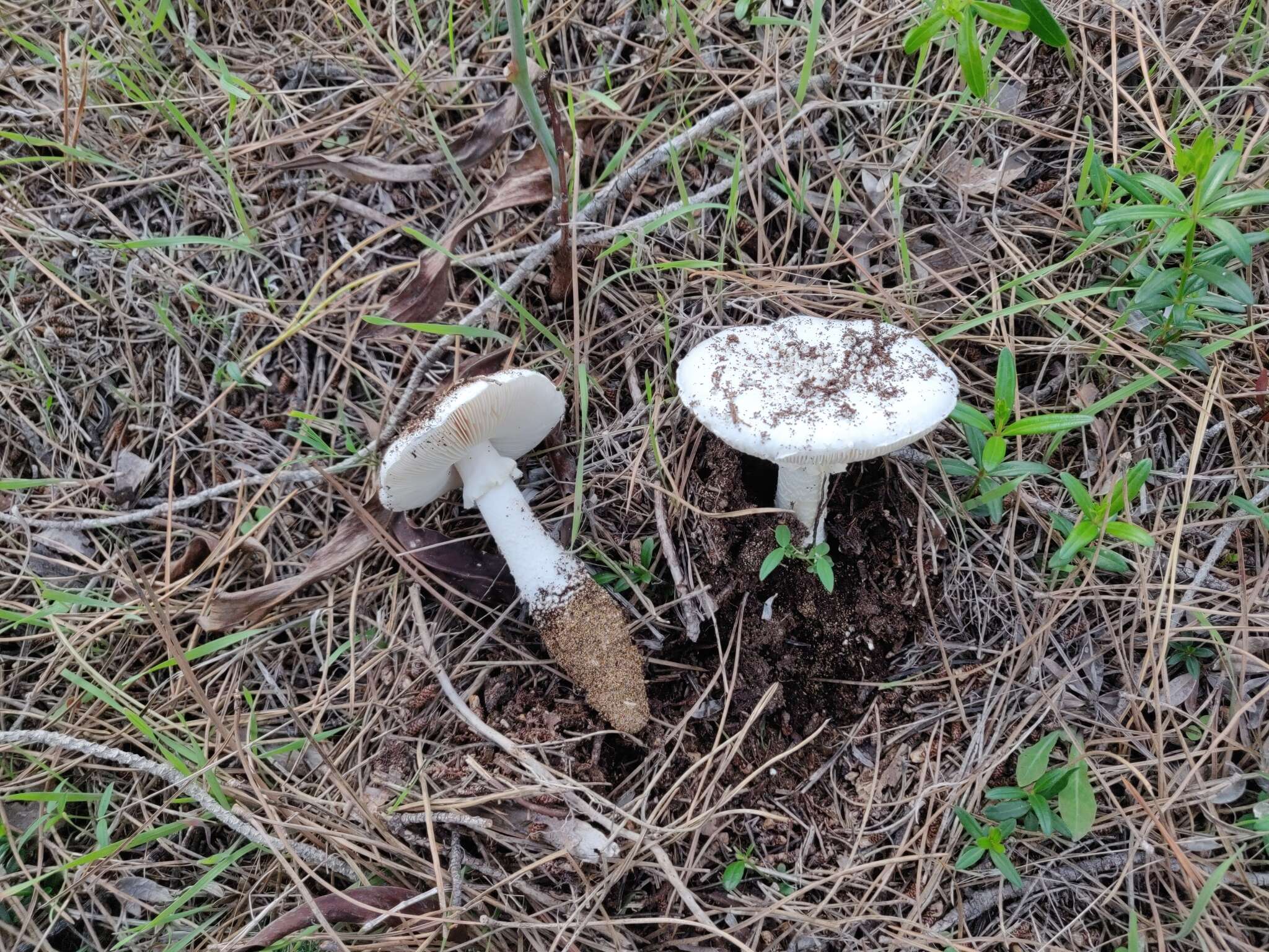 Image of Amanita gracilior Bas & Honrubia 1982