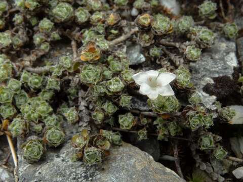 Imagem de Veronica ciliolata subsp. ciliolata