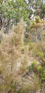 Image of Hakea carinata F. Müll. ex Meissn.