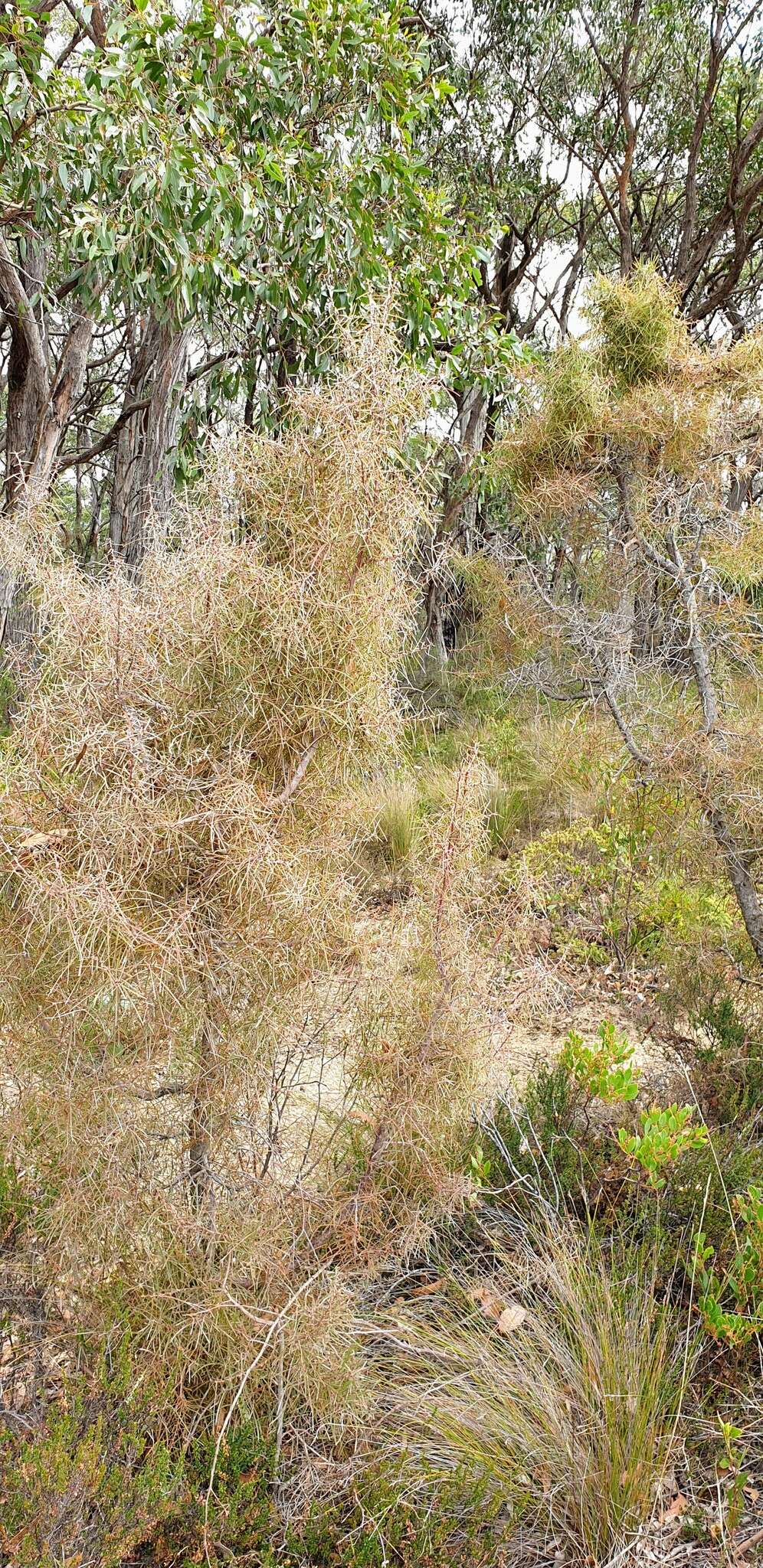 Image of Hakea carinata F. Müll. ex Meissn.