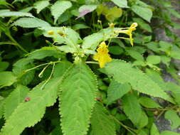 Image of Impatiens racemosa DC.