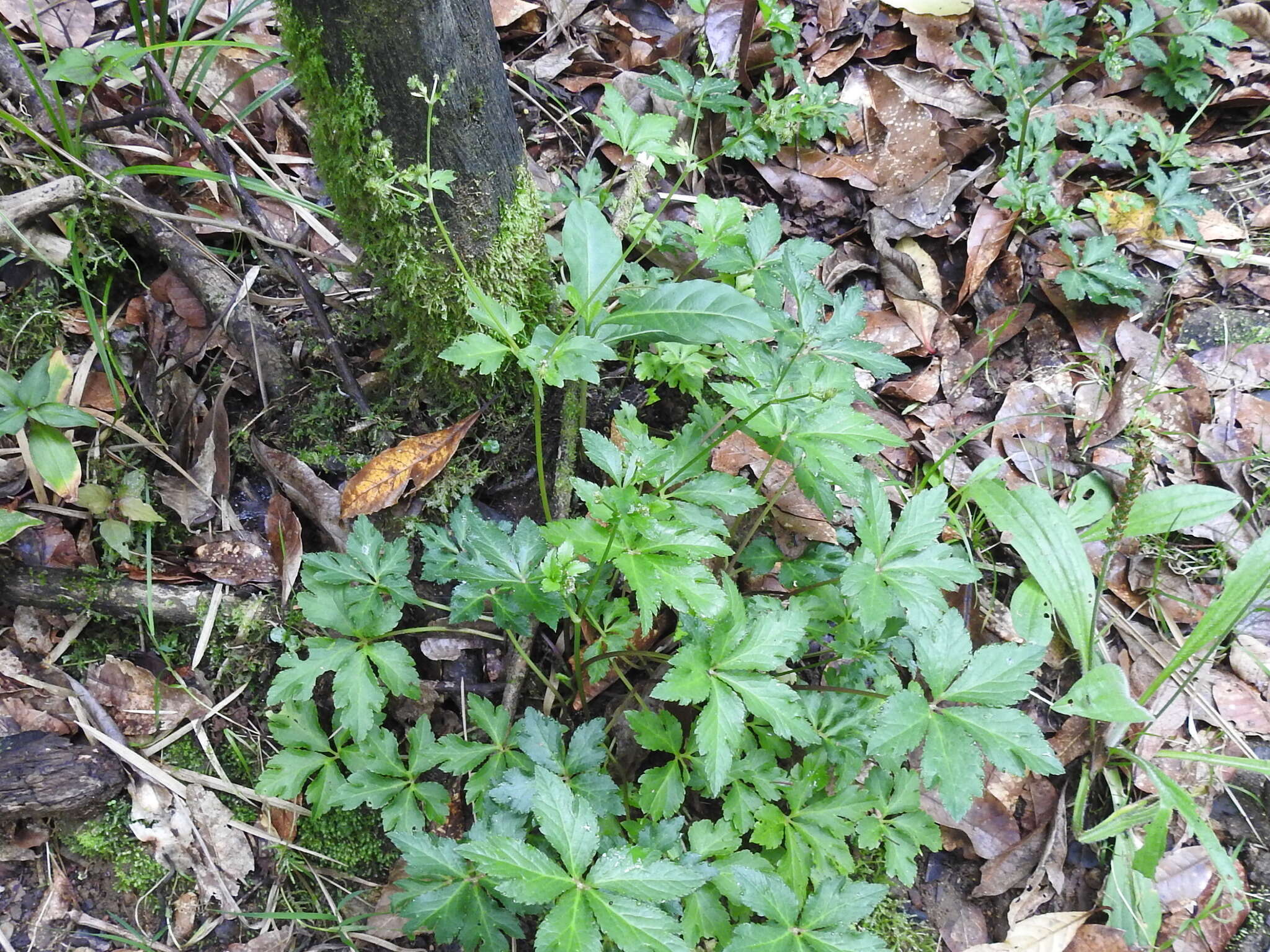 Image of Pacific Black-snakeroot