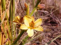 Image of Wachendorfia paniculata Burm.