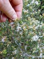 Image of Agathosma foetidissima (Bartl. & Wendl.) Steud.