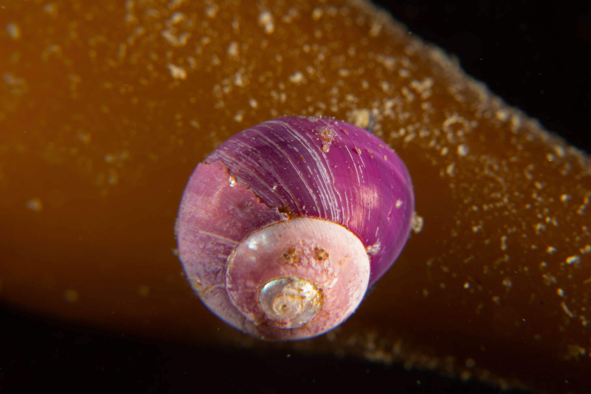 Margarella violacea (P. P. King 1832) resmi