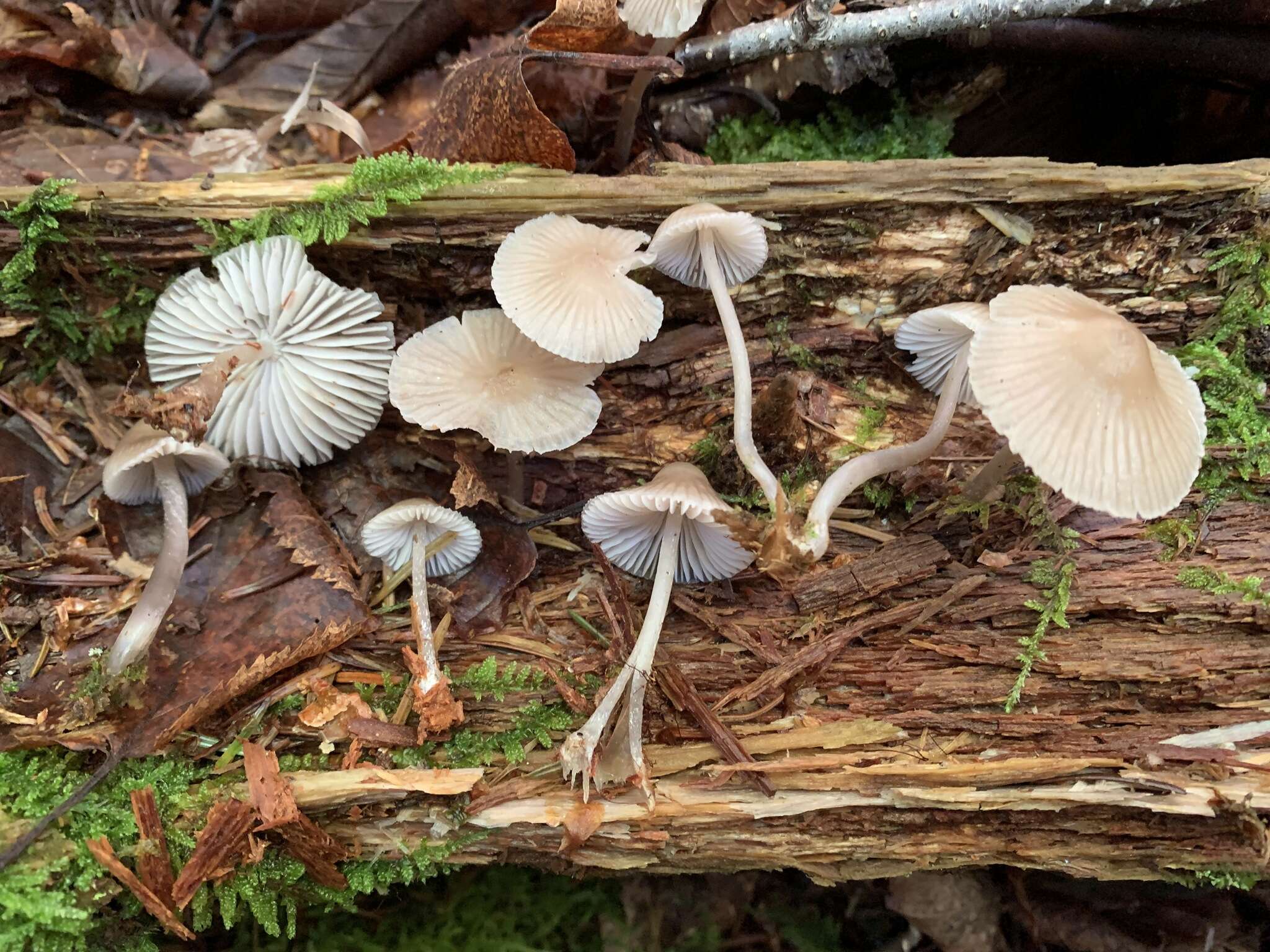 Image of Mycena borealis A. L. Sm. 1935