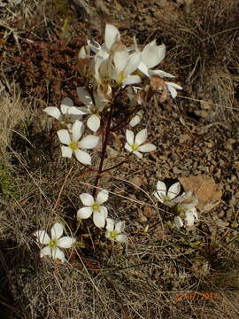 Image of Gentianella stellata Glenny