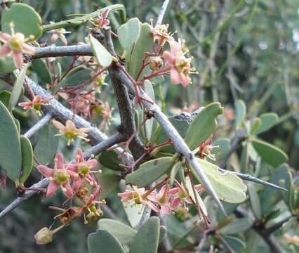 Plancia ëd Gloveria integrifolia (L. fil.) M. Jordaan