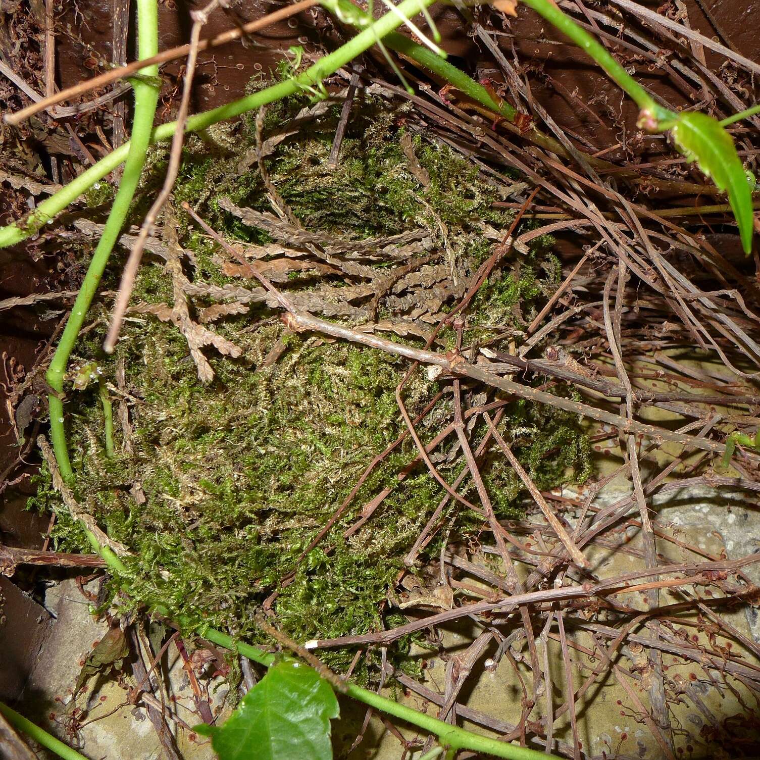 Image of Eurasian Wren