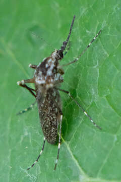 Image of Aedes grossbecki Dyar & Knab 1906