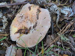 Image de Lactifluus clarkeae (Cleland) Verbeken 2012