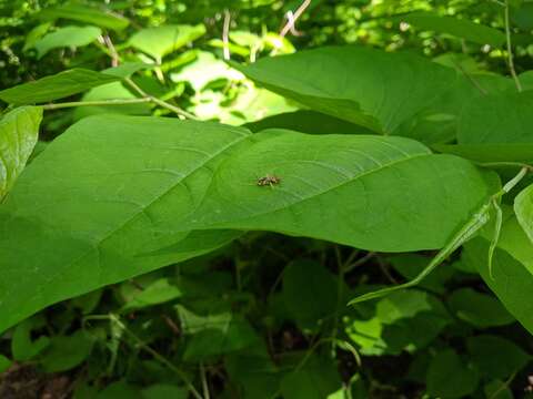 Слика од Nomada luteoloides Robertson 1895