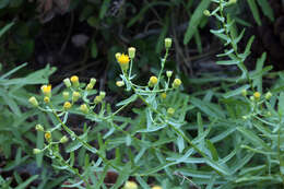 Image of California rayless fleabane