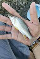 Image of Little snook