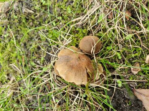 Слика од Cortinarius pilatii Svrček 1968