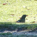 Image of Drakensberg Olive Thrush