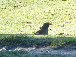 Image of Turdus olivaceus culminans Clancey 1982