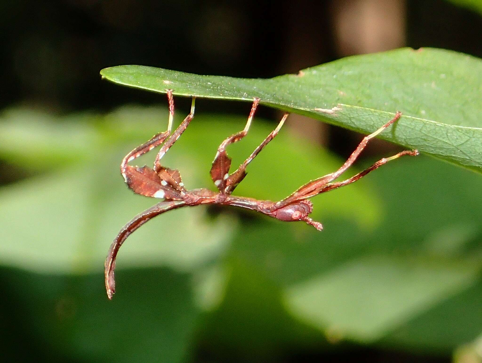 Image of Cryptophyllium westwoodii