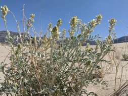 Image of freckled milkvetch