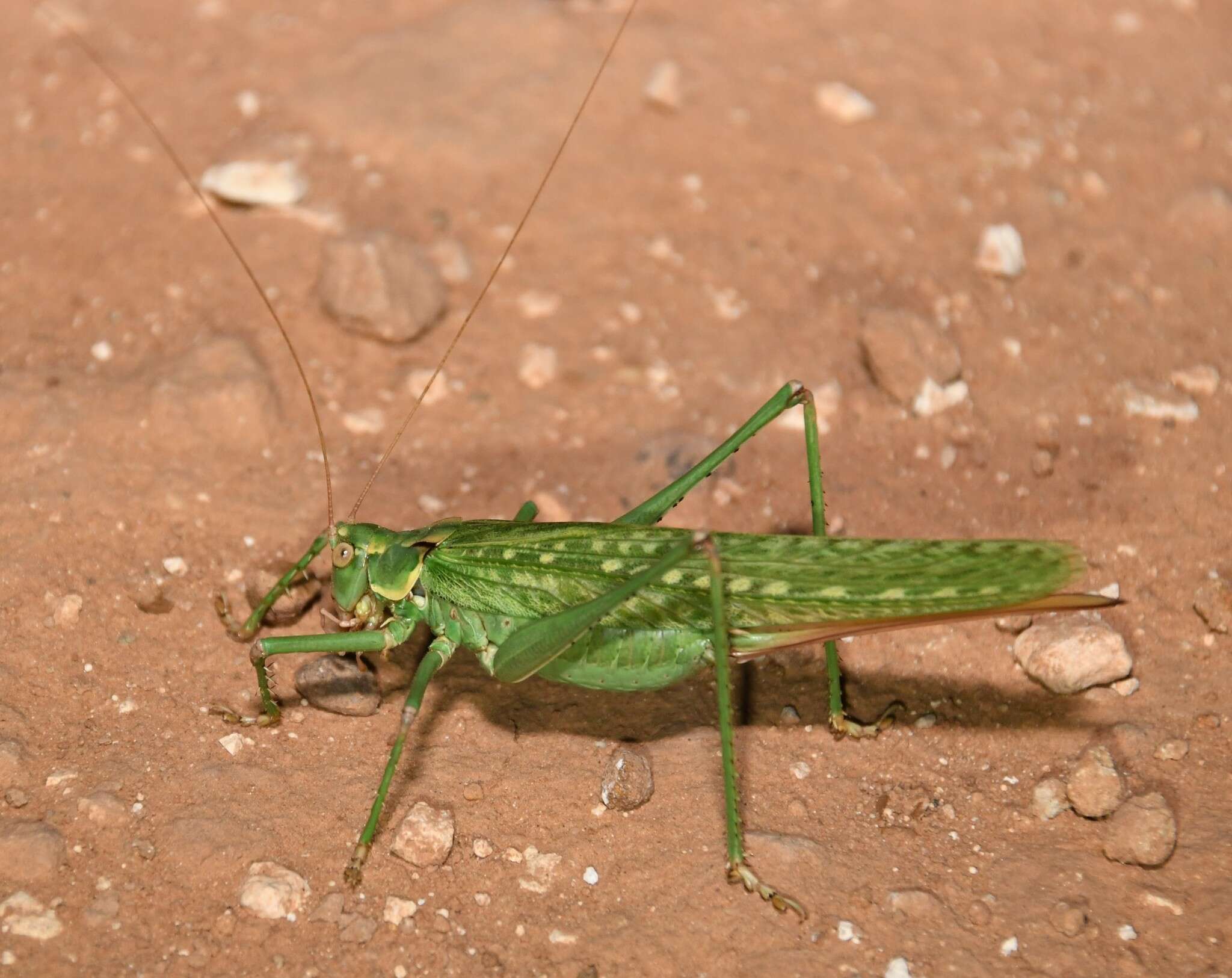 Sivun Capnobotes occidentalis (Thomas & C. 1872) kuva