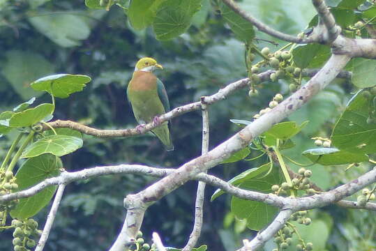 Image of Pink-spotted Fruit Dove