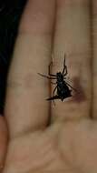 صورة Micrathena pilaton Levi 1985