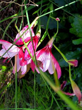 Image of Geissorhiza elsiae Goldblatt