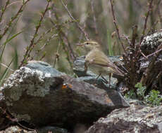 Plancia ëd Phylloscopus trochiloides (Sundevall 1837)