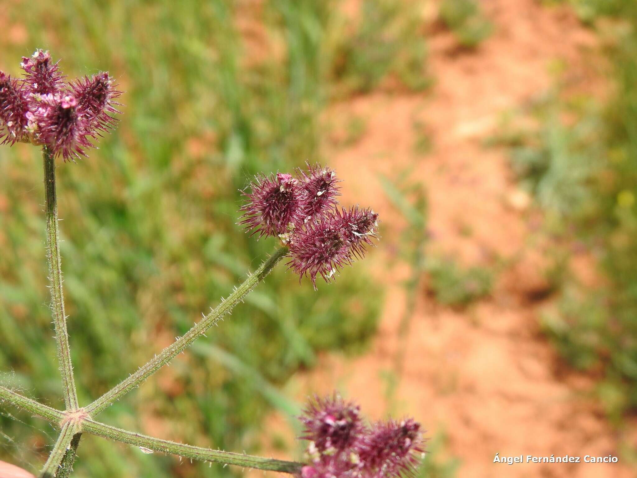 Image of false carrot