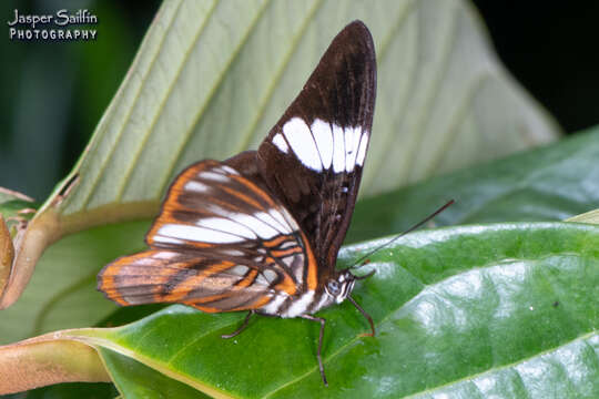 Image of <i>Adelpha epione</i>