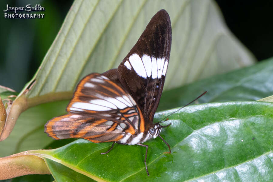 Imagem de <i>Adelpha epione</i>