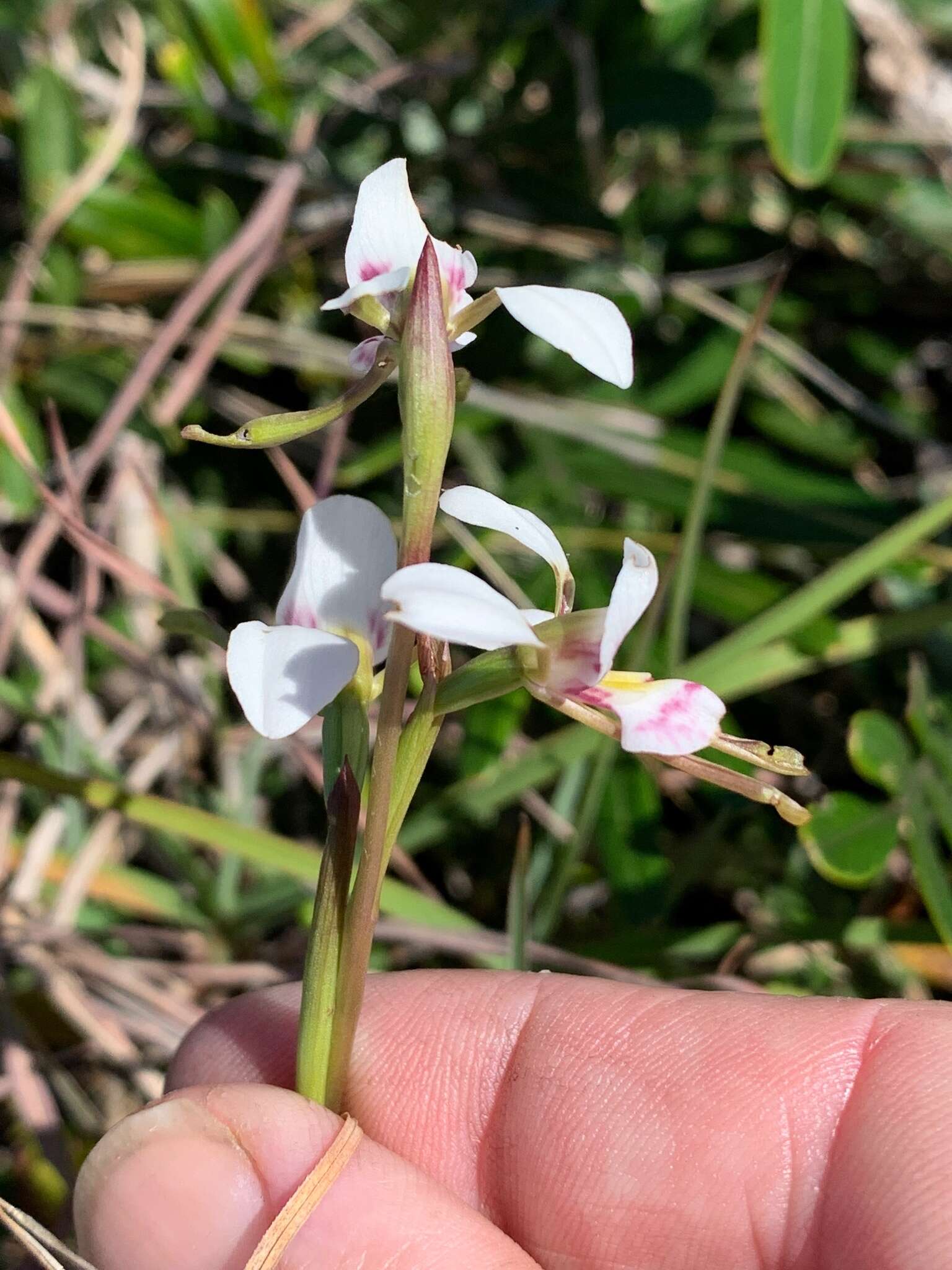 Image of White donkey orchid