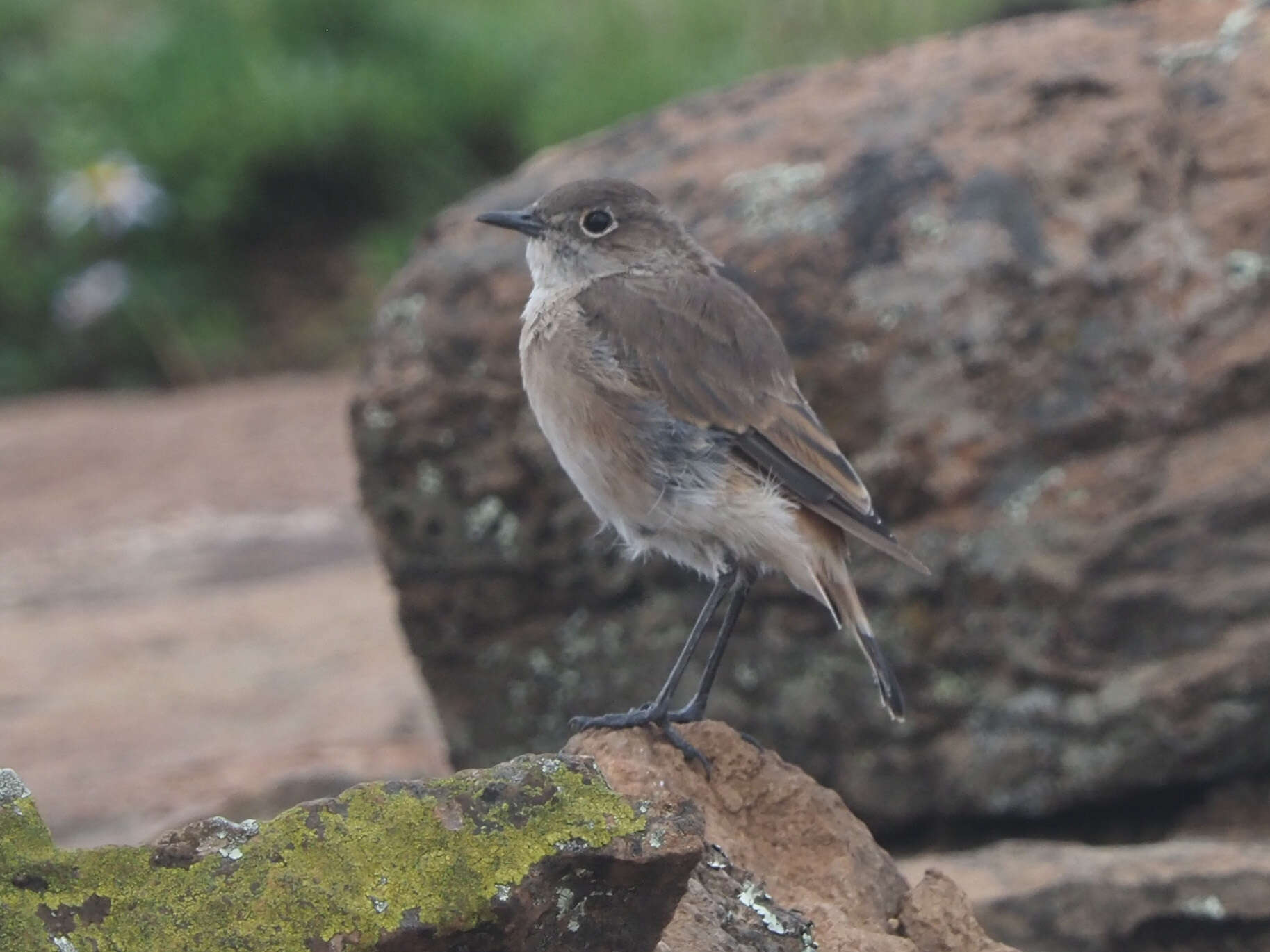 Image of Sickle-winged Chat