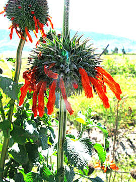 Sivun Leonotis nepetifolia var. nepetifolia kuva