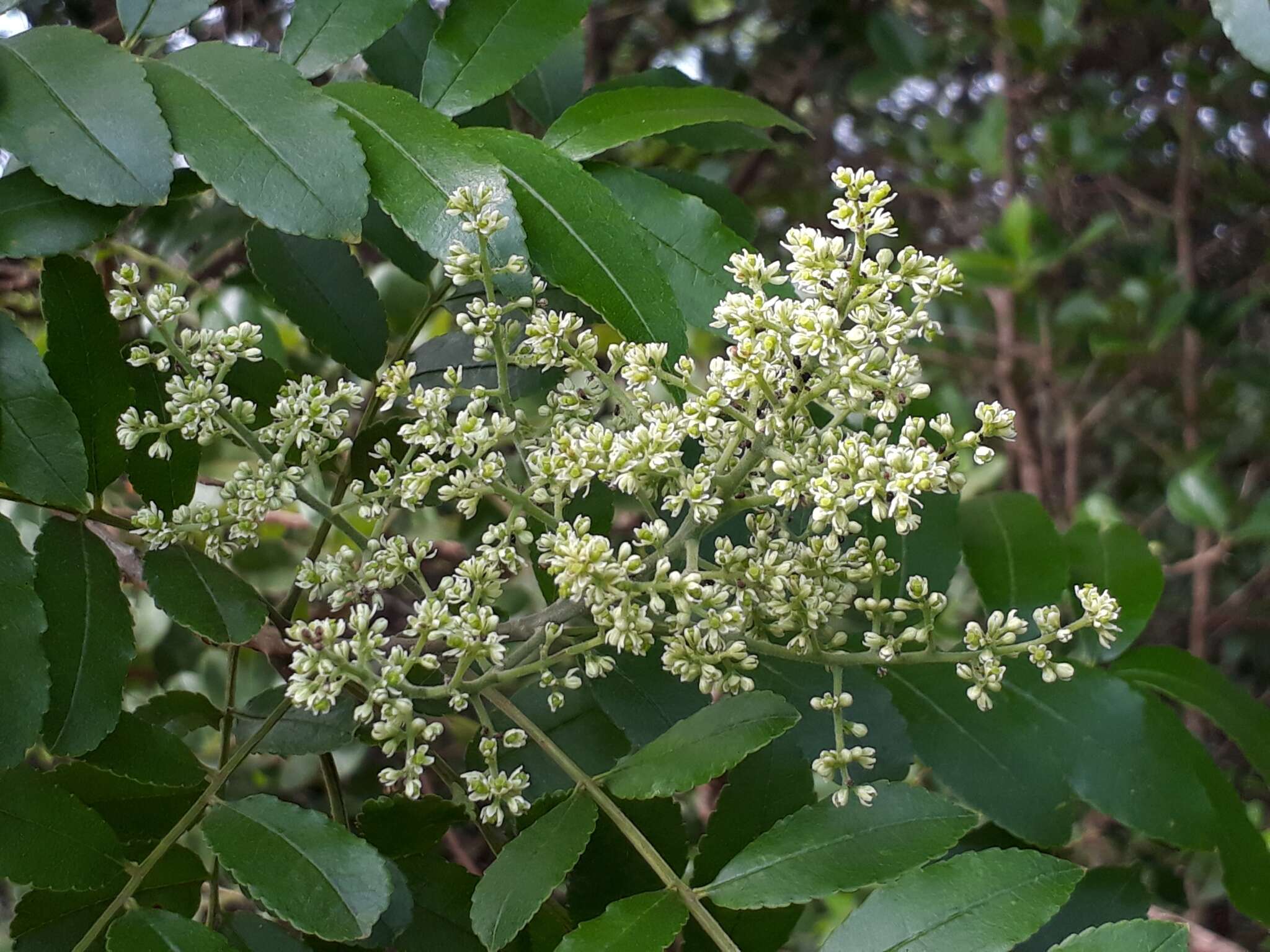 Image of Zanthoxylum rhoifolium Lam.