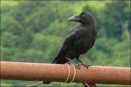 Image of Corvus macrorhynchos japonensis Bonaparte 1850