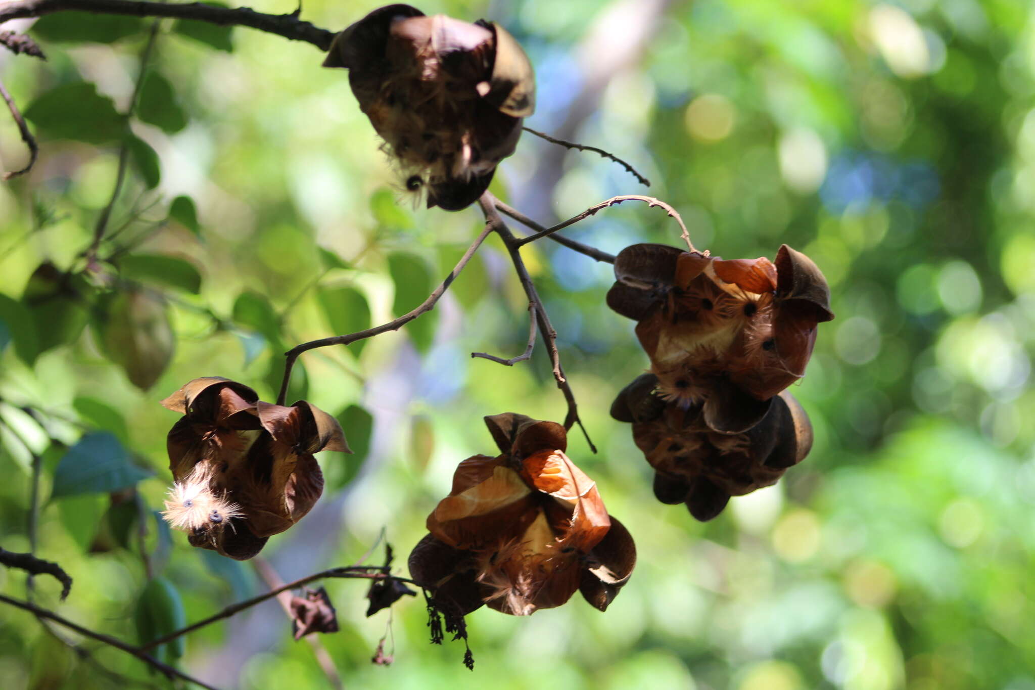 Imagem de Cochlospermum orinocense (Kunth) Steud.