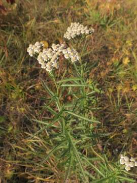 Image of Achillea ptarmicoides Maxim.