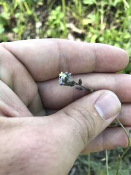 Image of changing forget-me-not