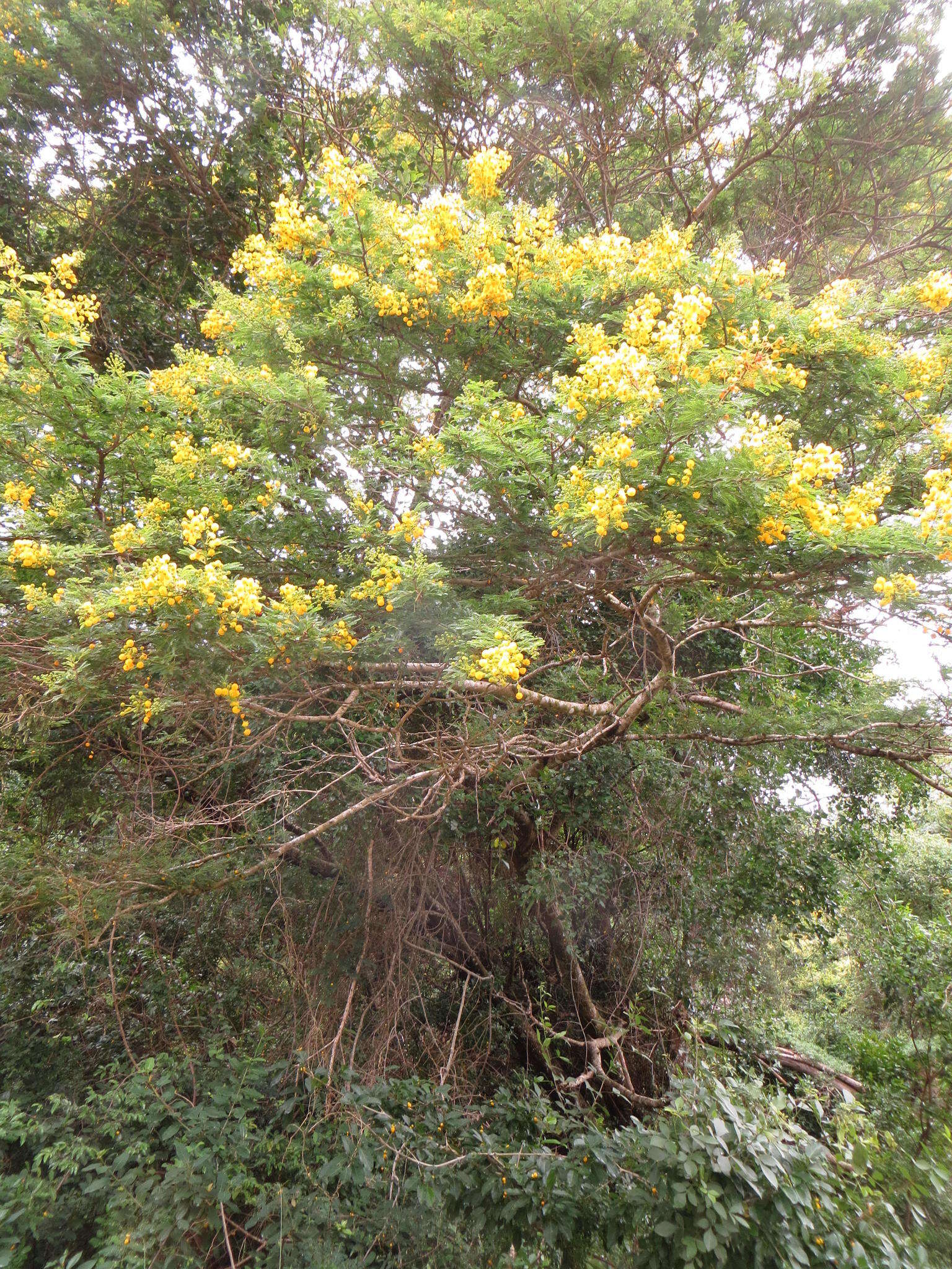 Sivun Vachellia kosiensis (P. P. Sw. ex Coates Palgr.) Kyal. & Boatwr. kuva