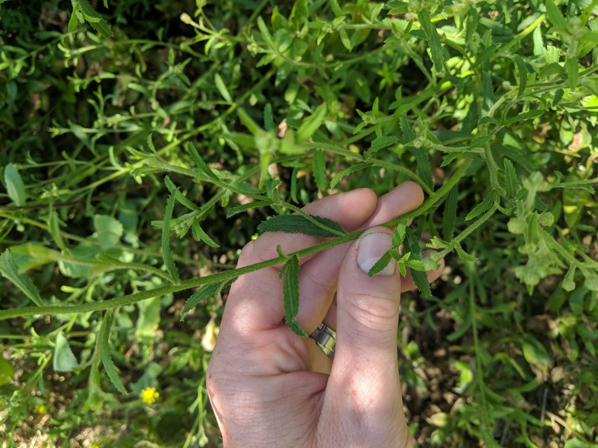 Image of Plummer's baccharis