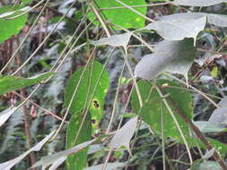 Image of Acalypha stachyura Pax