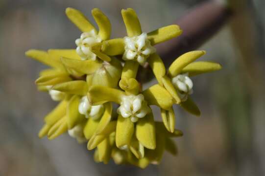 Image of Cynanchum viminale subsp. thunbergii (G. Don)