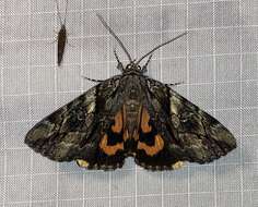 Image of Wonderful Underwing