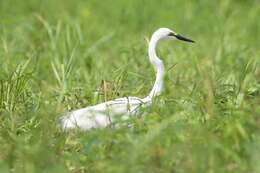 Image of Ardea alba melanorhynchos Wagler 1827