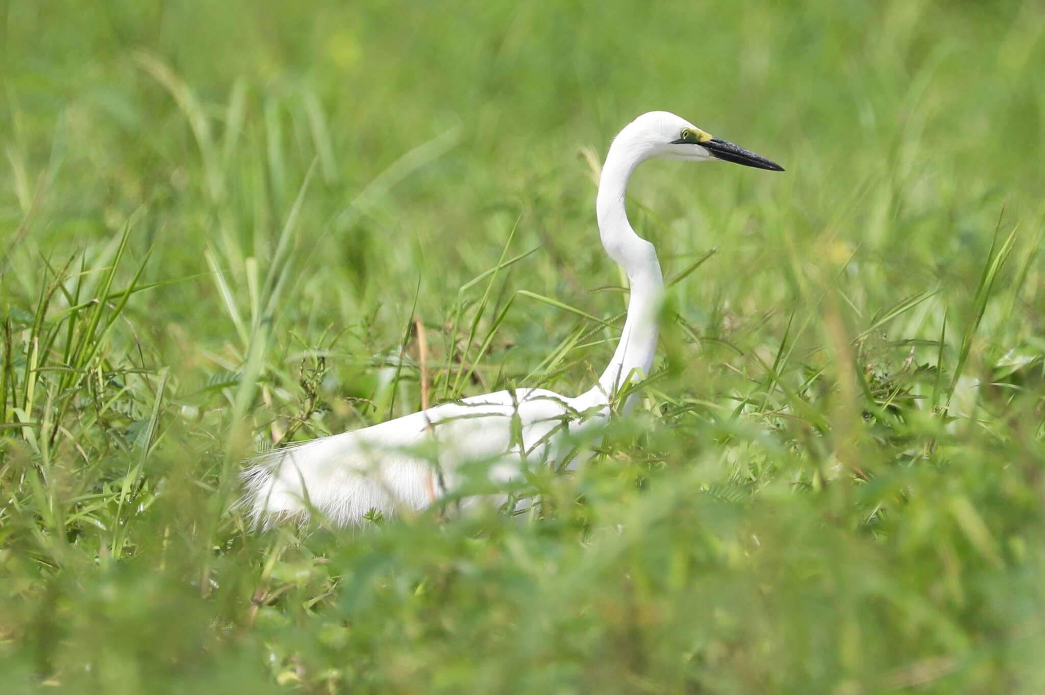 Image of Ardea alba melanorhynchos Wagler 1827