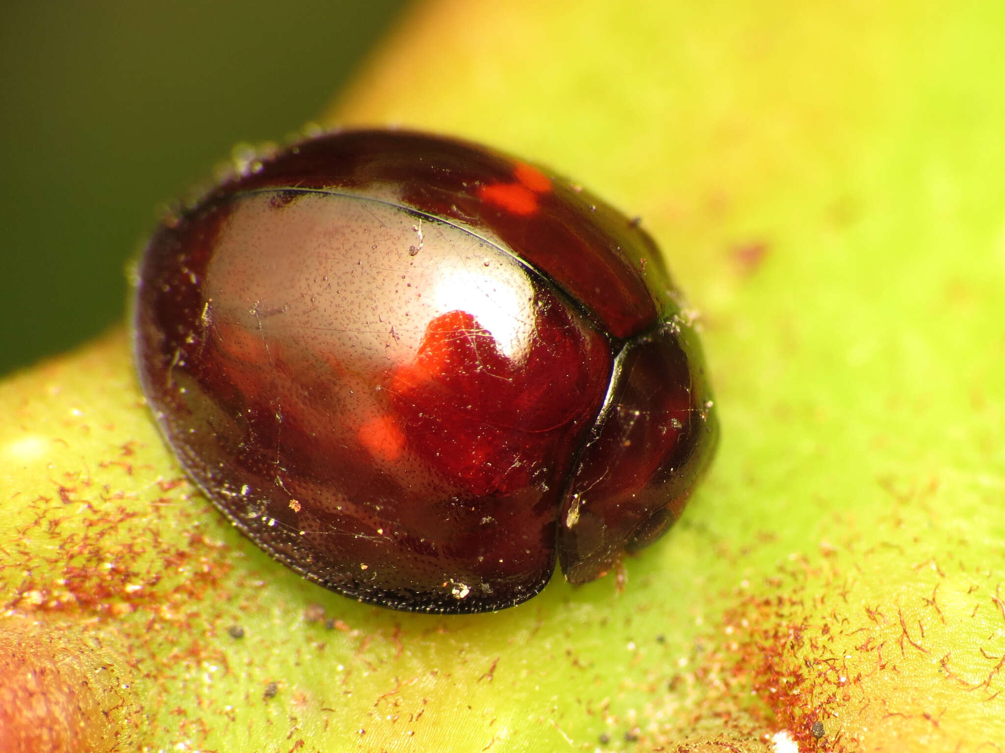 Image of heather ladybird