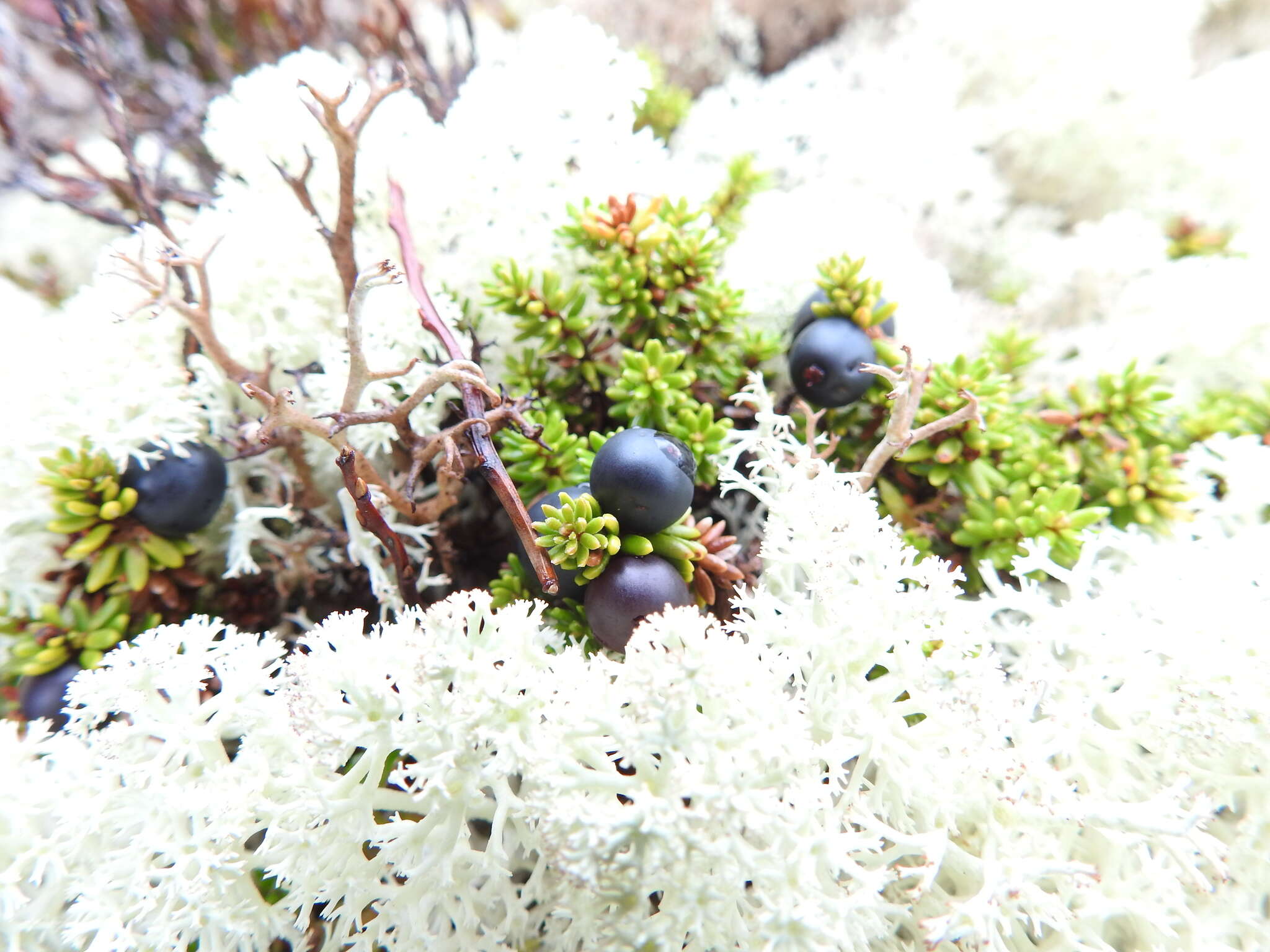 Image of black crowberry