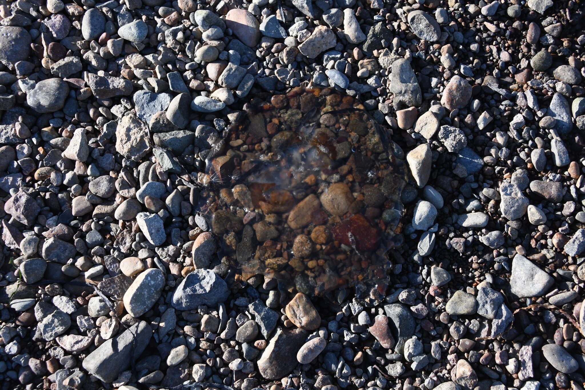 Image of Brown-banded moon jelly