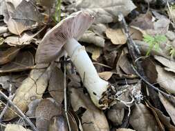 Image of Agaricus kerriganii L. A. Parra, B. Rodr., A. Caball., M. Martín-Calvo & Callac 2013